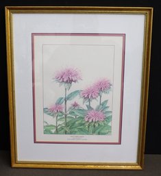 Framed Repro Print Of  M. Saito Watercolor - Wild Bergamot The Sussex County Flower -