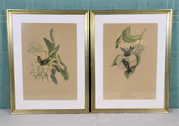 Vintage Two Framed John Gould & Henry Richter Hand-Colored Lithographs, Heliomaster And Bourcieria