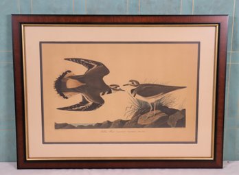 VINTAGE No. 11 Bird Print, Framed (j.J. Audubon) Campbell H. Gillespie Collection