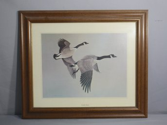 Vintage M. G. Loates Wildlife Print - Canada Geese In Flight 1966 With Frame