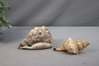 A Natural Fasciolaria Sea Shell & A Natural Cypraeacassis Sea Shell