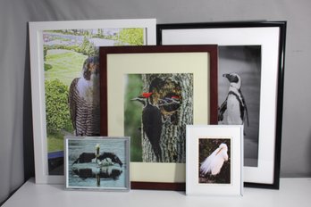 Framed Wildlife Photography Collection  Birds Of The World