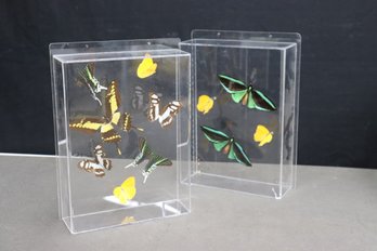 Two  Framed Butterfly  Groupings Mounted For Flight In Lucite Cases, Signed Andrea '96