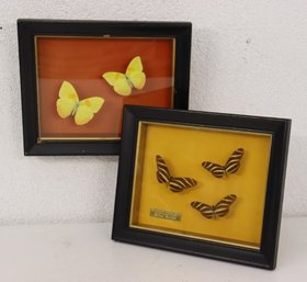 Two Butterfly Specimen Display Boxes - Giant Sulphurs AND Zebra Long-Wings,  Butterflies By Perkins Bros.