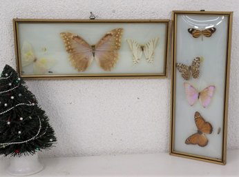 Trio Of Pinned Moths In Horizontal Case AND Quartet Of Butterflies In Vertical Case