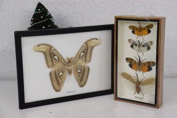Pinned Atlas Moth In Shadow Box AND Lantern Bug Quartet Mounted In Shadow Box