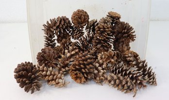 Group Lot Of Pine Cones
