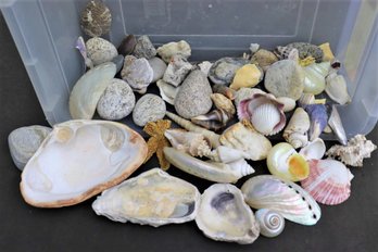 Big Lot Of Sea Shells And Beach Rocks