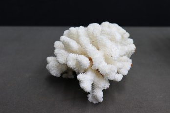 Natural White Sea Coral Tree