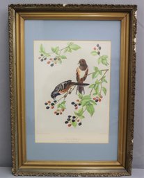 Vintage 1950s Lithograph James Gordon Irving Towhees And Blackberries, Published By E. Gross Co.