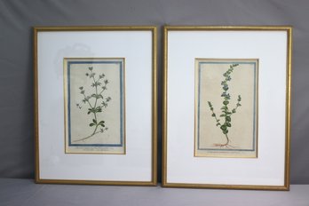 Pair Of  English Botanical