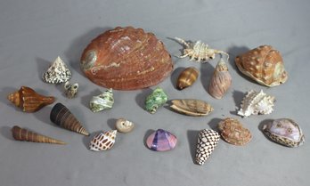 Collection Of Seashells