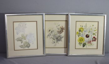 Three Framed Botanical Floral Prints