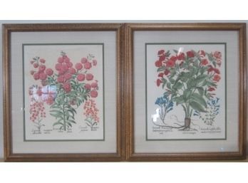 Pair Of  Framed Botanical