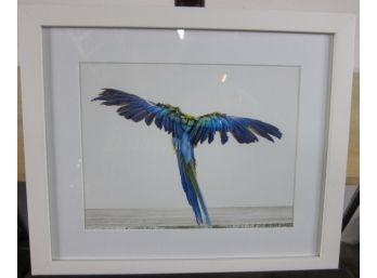 Framed Photograph Of A Bird