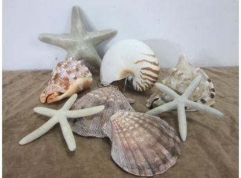 Group Lot Of Shells #1