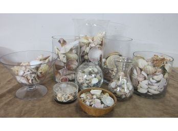 Group Lot Of Shells