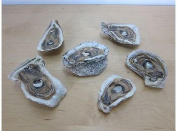 6 Oyster Shells