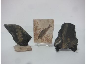 3 Fossils (84)