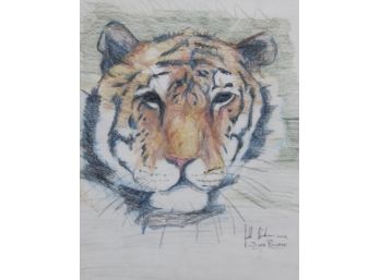 Print Of A Tiger By Judd Burke (50)