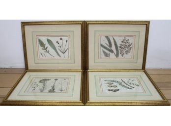 Set Of 4 Botanical Prints