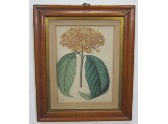 Antique Botanical Print By C.F.Cheffins In Wooden Frame