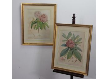 Pair Of Antique Hand Colored Botanical Prints