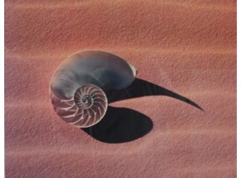 Framed James Randklev Chambered Nautilus Poster/Litho