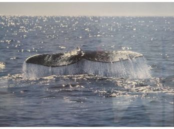 Framed Bob Talbot Print - Grey Whale