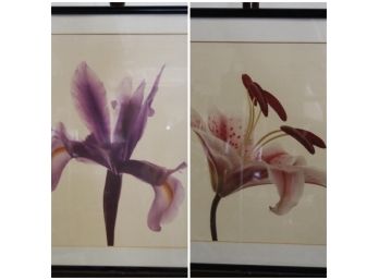 Pair Of Botanical Prints