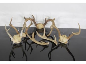 Group Lot Of Antlers