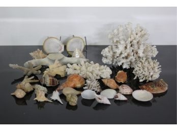 Group Lot Of See Shells