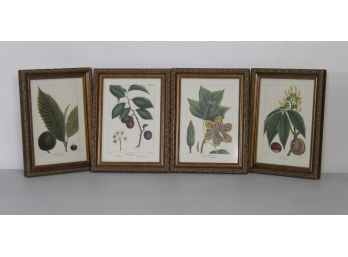 Set Of  4 Framed Botanical Prints 12'H X 9'W