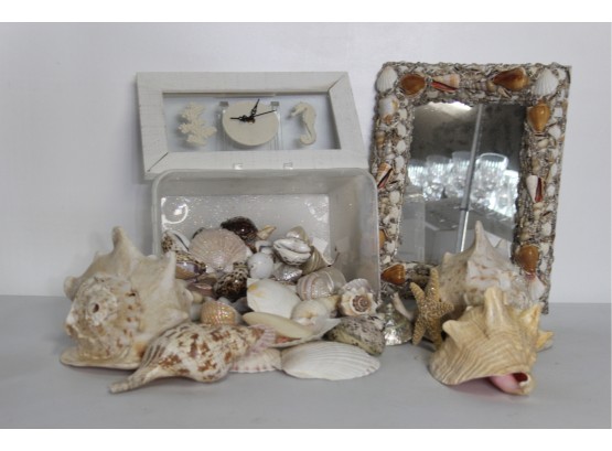 Shelf Lot -Sea Shells