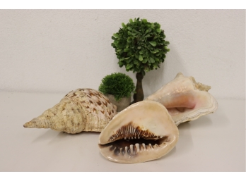 Three (3) Seashells