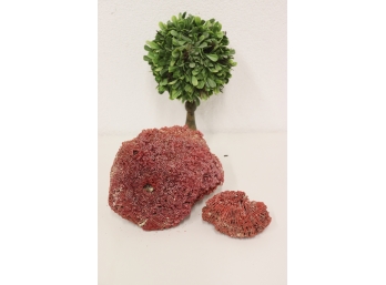 Two (2)Natural Red Coral Specimen