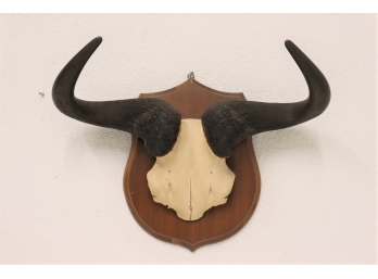 Mounted Horns Plaque Rustic Western Decor #1