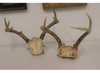 Pair Of Deer Skull Antlers