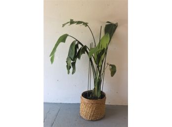 Four Foot Tall Bird Of Paradise Plant -live