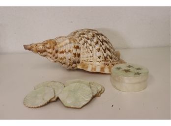 Extra Large Periwinkle Shell & Set Of 6 Capiz Scallop Shell Coasters In Round Box