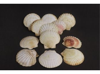 One Dozen Decorative Scallop Shells
