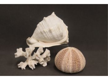 Conch Shell, Sea Urchin Shell, And Snow White Coral