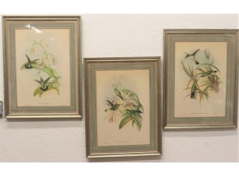 Trio Of Wonderful Hummingbird Prints From J. Gould & H.C. Richter Monograph 'Family Of Hummingbirds'