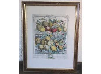 Print Copy Of Botanical Fruits Engraving - Depicts The Work Of Robert Furber, Gardiner At Kensington