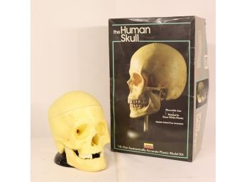 Plastic  Life Size Human Skull Anatomical Model With Original Box