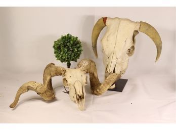 Vulture Culture Natural Bones: Ram Skull & Curled Horns And Bull Skull With Steer Horns