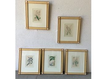 Five Darling Reproductions Of W.H. Fitch Botanical Lithographs - Sweet Matching Hollywood Regency Style Frames
