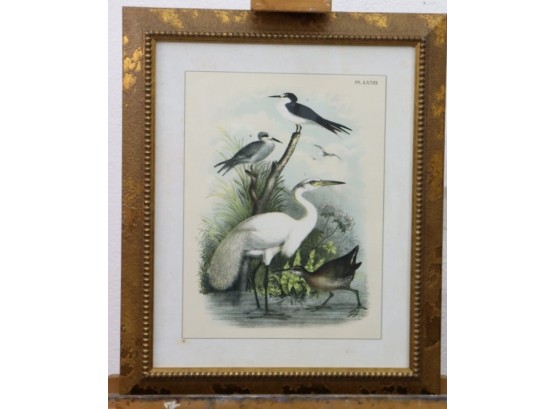 Framed Studer Ornithology - Four Birds Plate LXXIX Reproduction Print