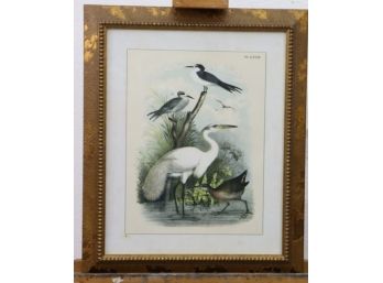 Framed Studer Ornithology - Four Birds Plate LXXIX Reproduction Print
