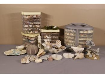 Massive Sea Shell Collection With Organizers And Seaside Tchotchkes